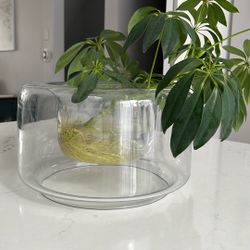 Glass Vase With Live Plant
