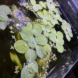 Aquarium Plants