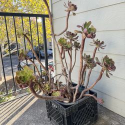 Succulents 