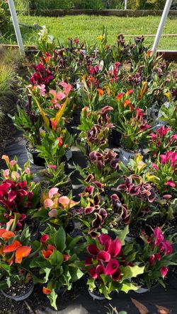 Calla Lily Plants