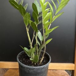 HERMOSAS PLANTAS NATURALES “ZZ PLANT 