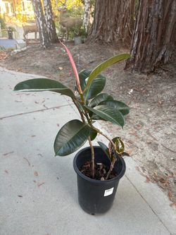 BURGUNDY RUBBER PLANT