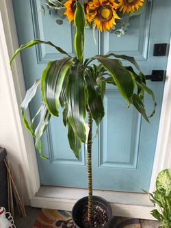 4.5ft Dracaena Lemon Lime