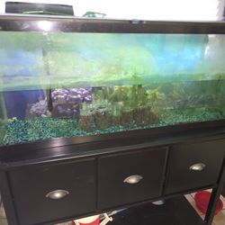 Fish Tank 