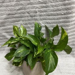 Golden Pothos Live Plant In Ceramic Pot 