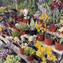 Variety Of Succulents Plants 
