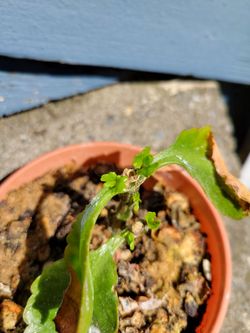 Succulent with a huge root ball in dollar store container (small) recently pruned
