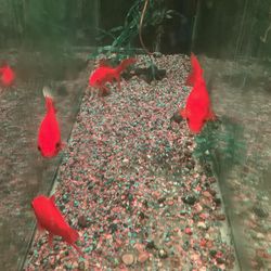 Hygger led light and stand (no fish, no aquarium)