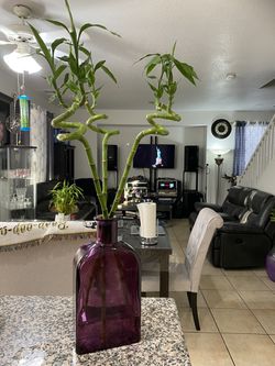 Approximately 3 ft. 3 pcs. Live Bamboo . The vase is 15 inches tall and very heavy and thick