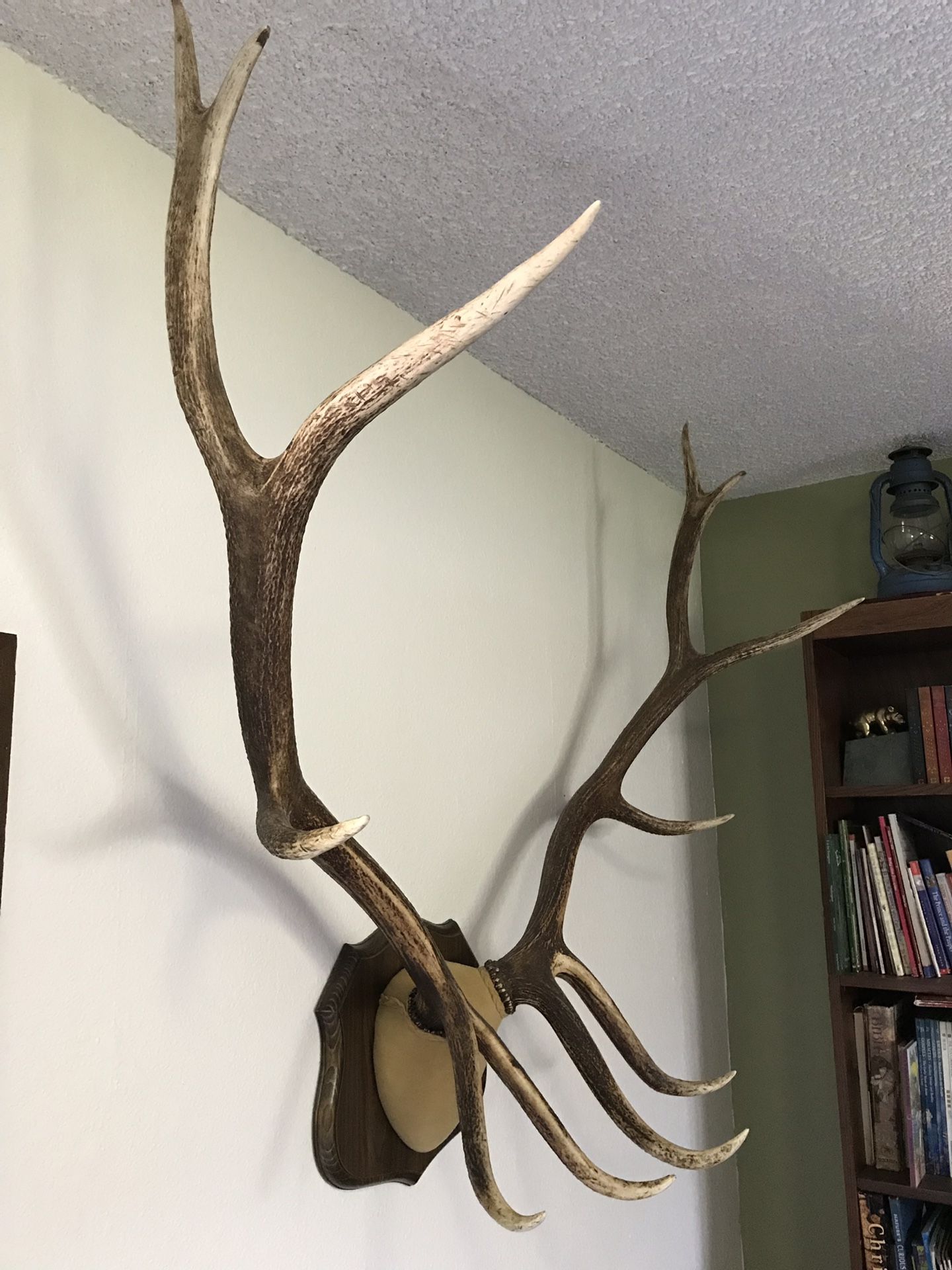 Elk Antlers for Sale in Federal Way, WA OfferUp