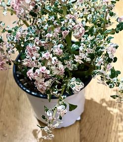 Non-Toxic Variegated Pilea Microphylla Plant / Picture-Perfect/ Free  Delivery Available for Sale in Seattle, WA - OfferUp