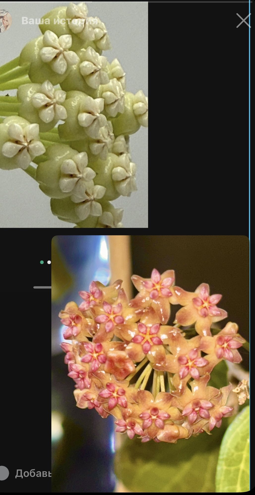 Hoya Pachyclada Plus Hoya Fitchii