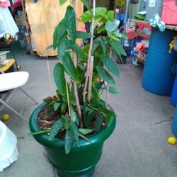 Big Angel Wings Blooming  Indoor And In The The Tick Plastic Pot 43 Inch Tall 19 Inch Wide And 19 Inches Tall Too