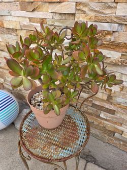 Jade Plant