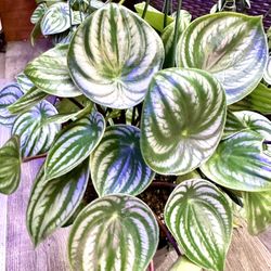 Peperomia Watermelon Plant 6” pot