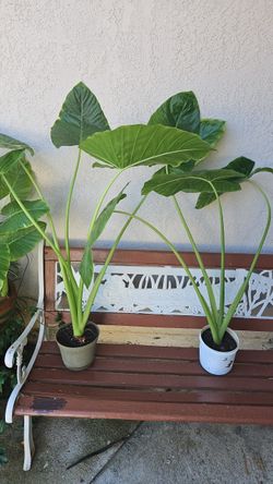 Hoja Elegante/elephant Ear /plant
