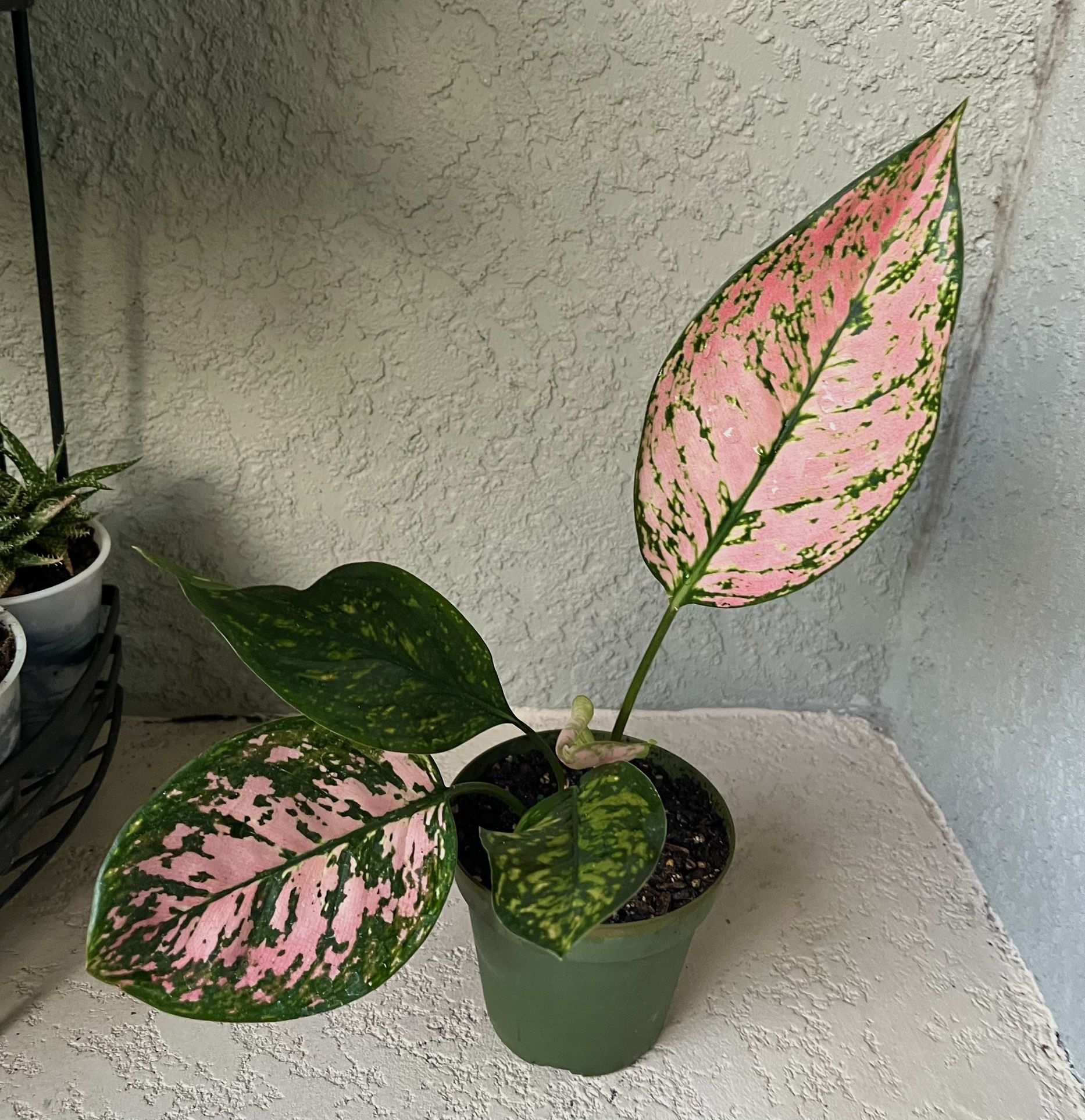 Aglaonema Plant