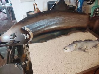 Meatal fish