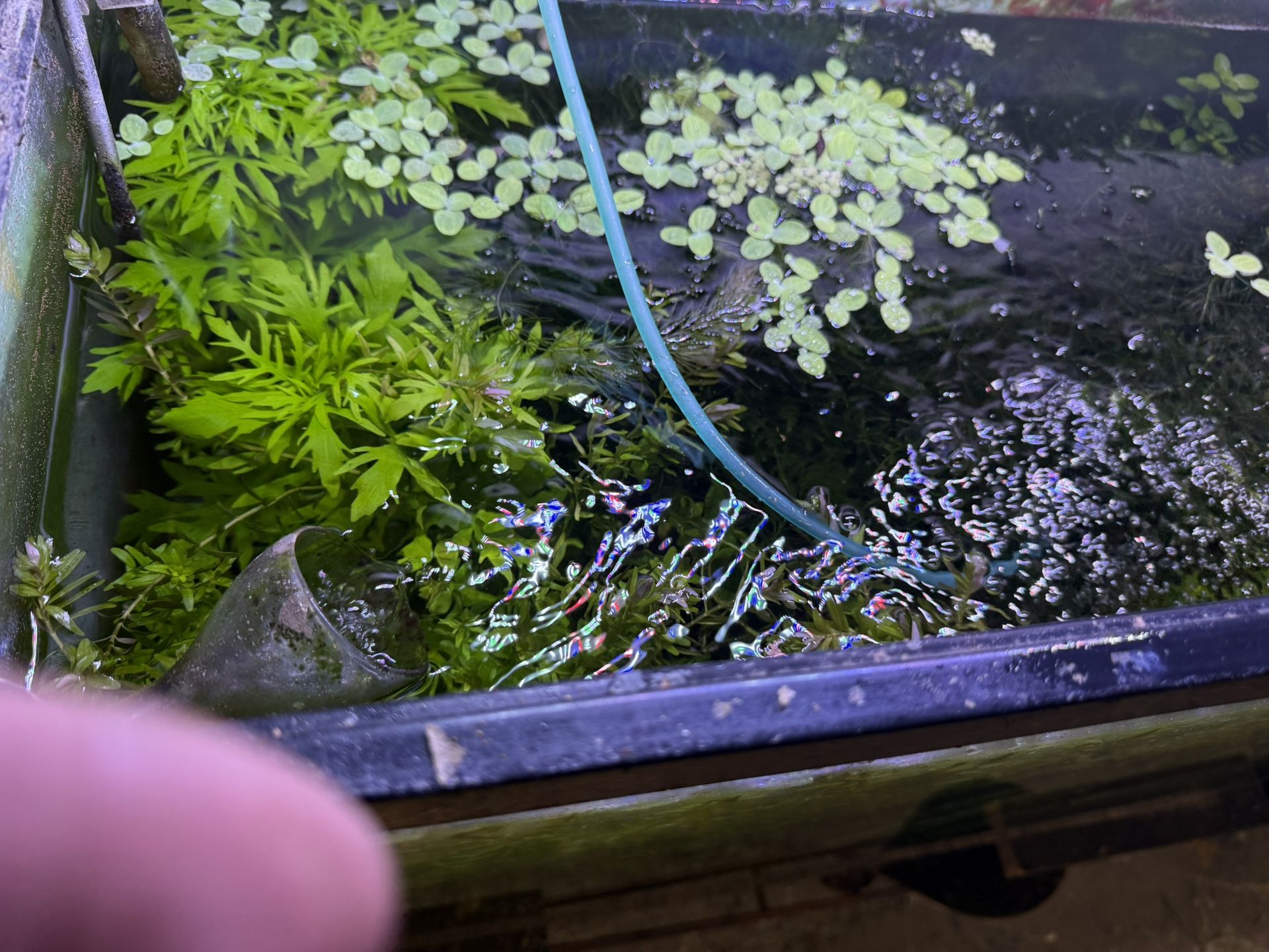 Aquarium Plant And Fish