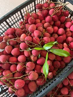 Lychee fruits for sale $6 a pound