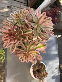 Pink Witch Succulent Plant 
