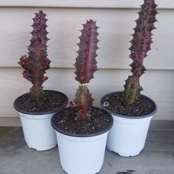 Euphorbia Red Succulent Plants 🪴 $4 Each
