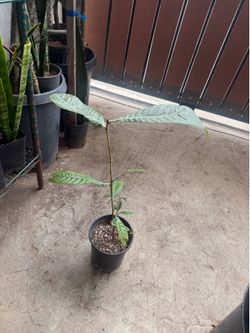 Loquat