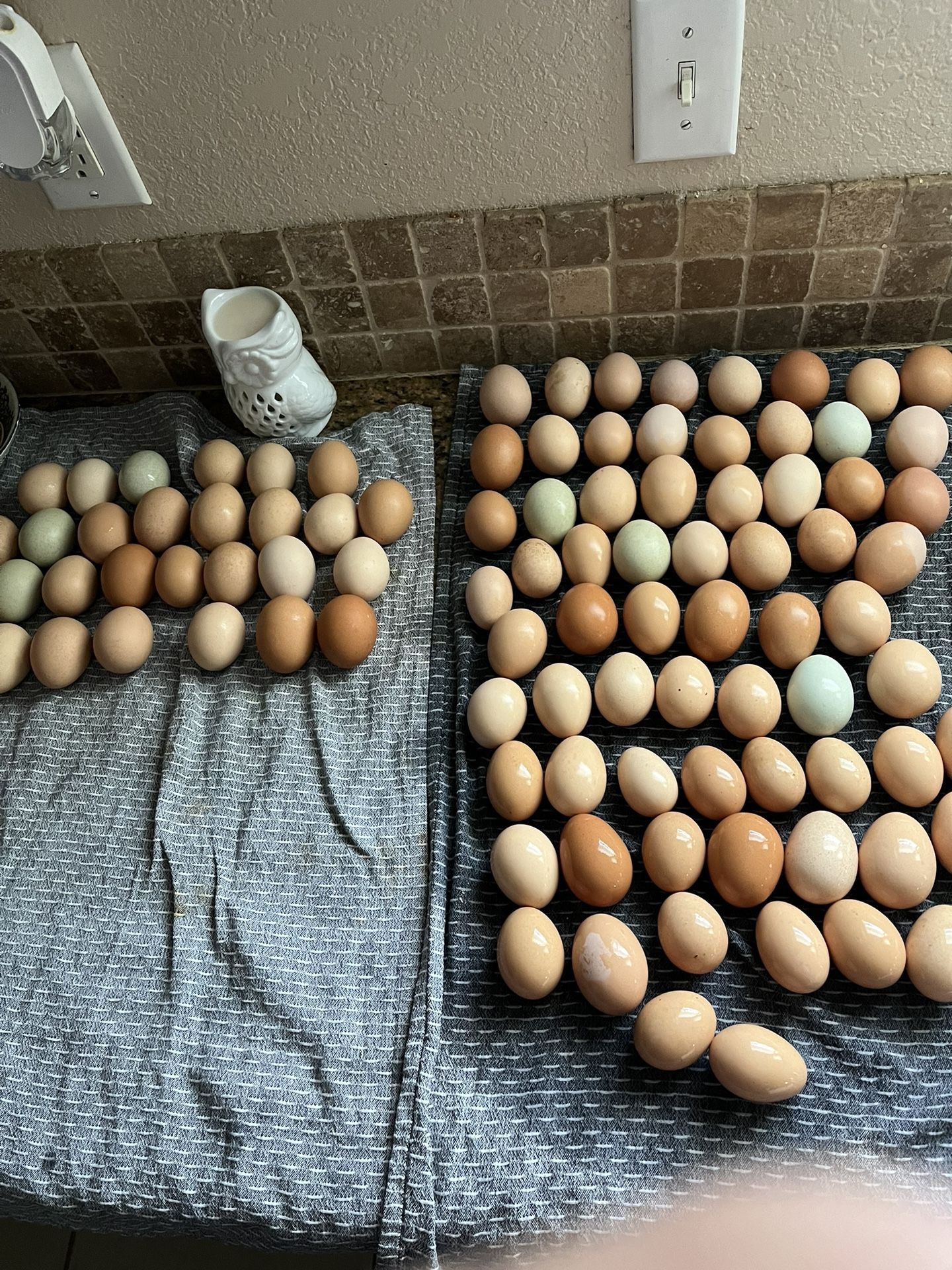 Fresh Eggs 