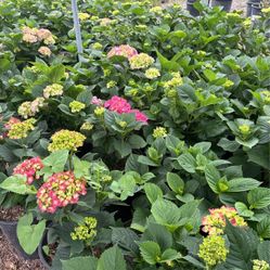 Hydrangeas
