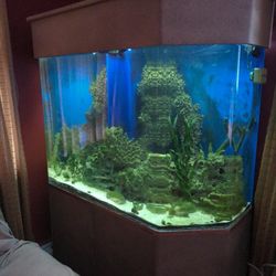 Aquarium Fish Tank