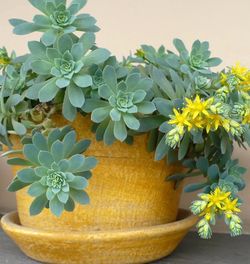 Cute Succulent?plant  “ Sedum Palmeri”. See all pics.