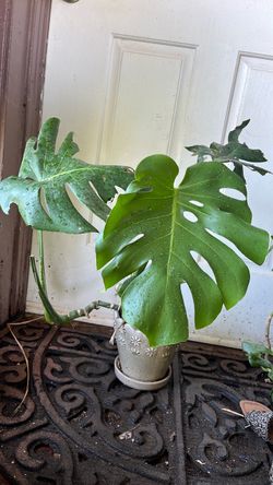 Plantas costilla de Adán