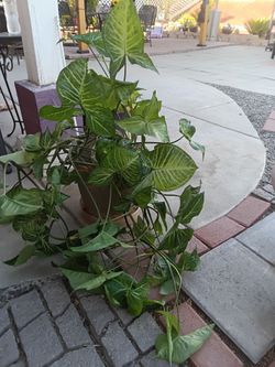 Plants