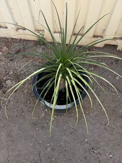 Planta pata de elefante