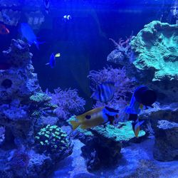 175 Bowfront Fish Tank 