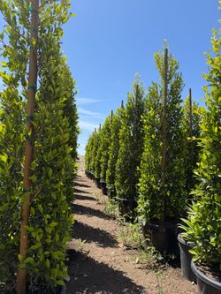 Indian lauerl ficus