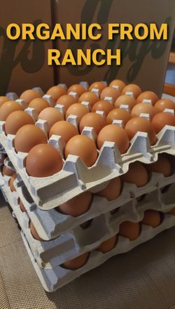 FRESH EGGS FROM RANCH ESPECIAL DEL DIA HUEVO FRESCO ORGANICO