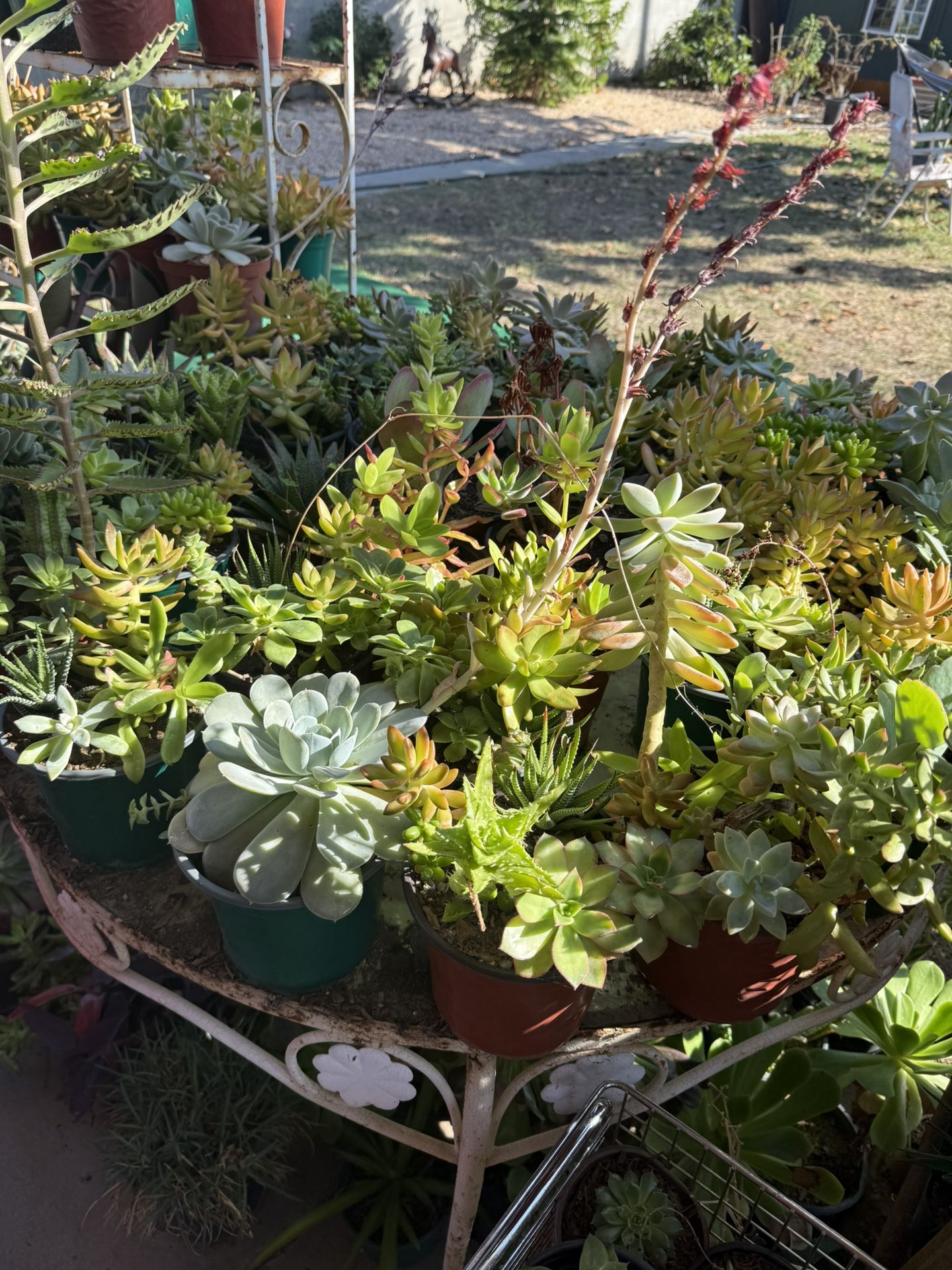 Tons Of Outdoor Plants For Sale
