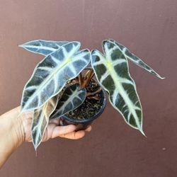 4” alocasia bambino 