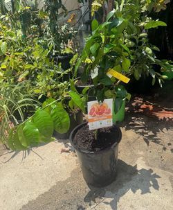Excellent Healthy Young Grapefruit Tree - Citrus Paradisi - Ready to Fruit! Beautiful, vigorous potted grapefruit plant in excellent condition. Perfec