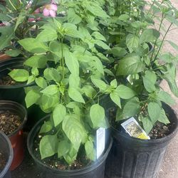 Chile Chiltepin $10 cada uno