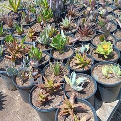 Succulent Sale!!! 6 Inch Pots 75 Cents Each!!