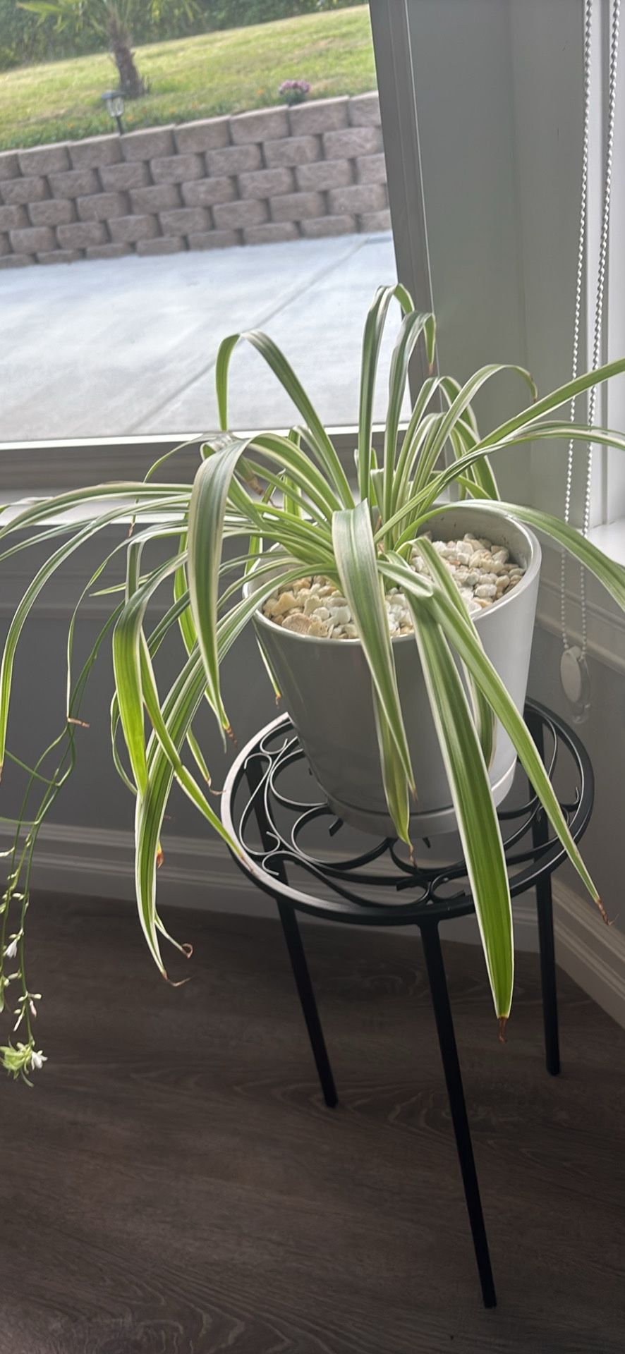 Spider Plant With Ceramic Pot And Stand
