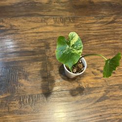 Variegated Alocasia Plant