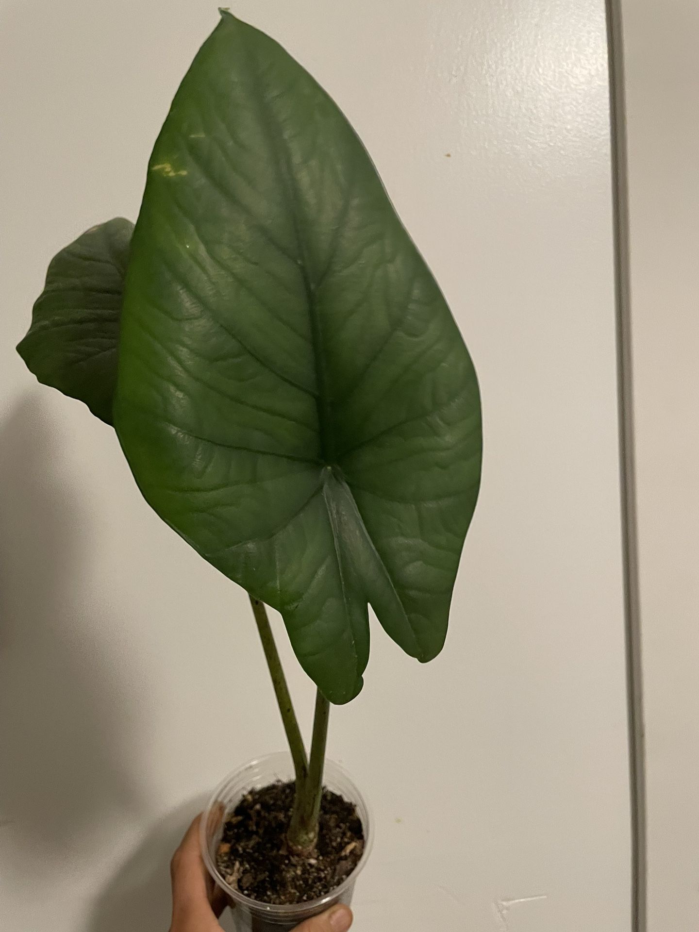 Rare***** Alocasia Blue Dragon, Exact Plant; 95817