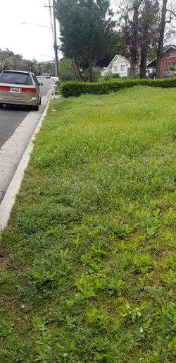 Jardinero, gardening maintenance