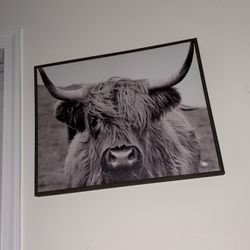 Cow Picture