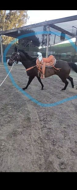 Silla de caballo