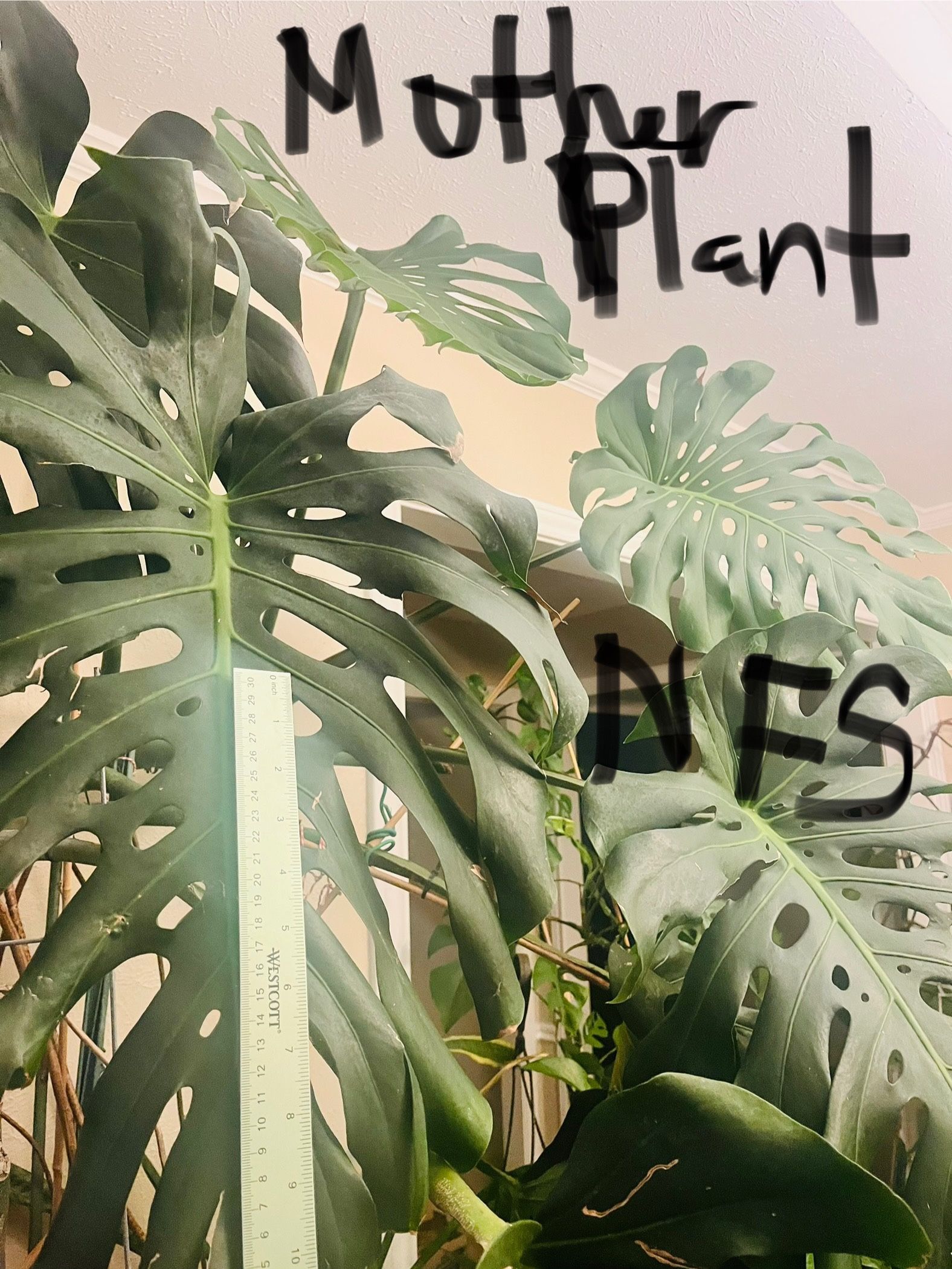 Monstera Deliciosa Cutting - Big Leaves