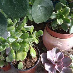 4" Bear Paws Succulent 